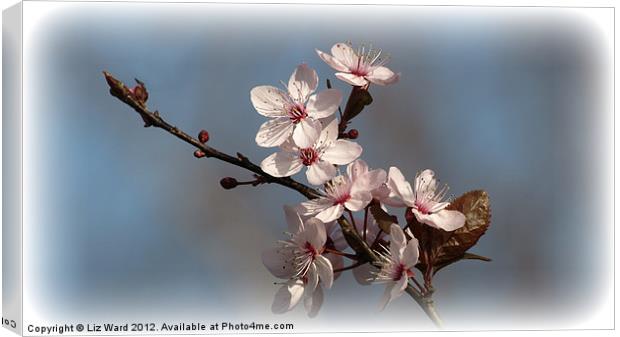 Spring Blossom Canvas Print by Liz Ward