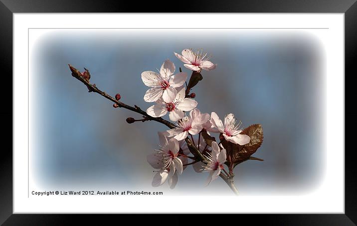 Spring Blossom Framed Mounted Print by Liz Ward