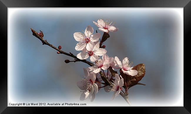 Spring Blossom Framed Print by Liz Ward