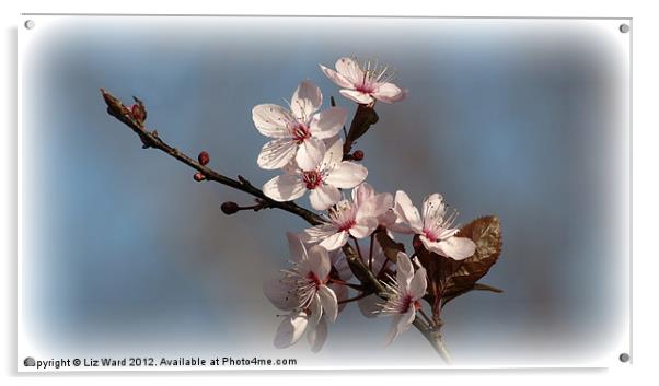 Spring Blossom Acrylic by Liz Ward