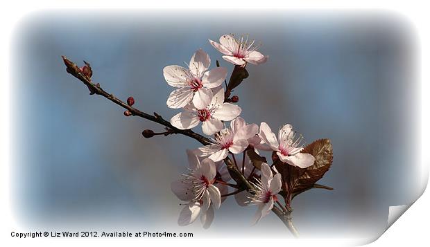 Spring Blossom Print by Liz Ward