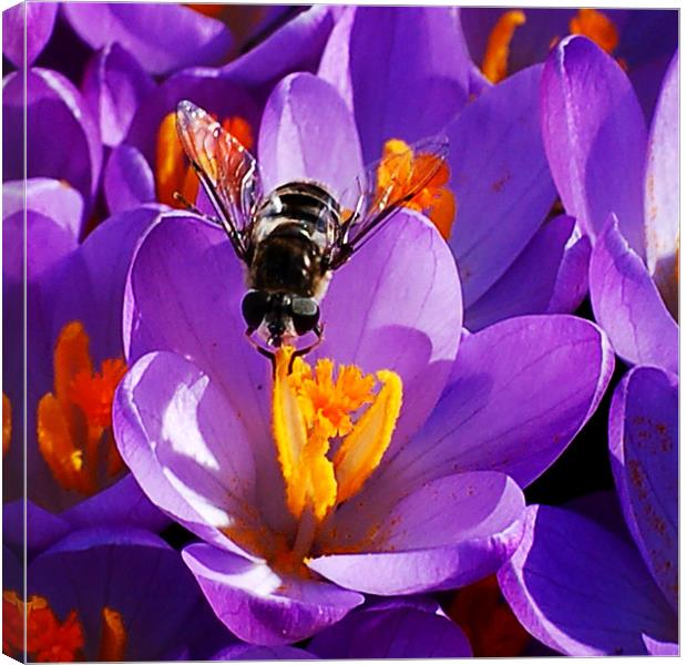 First Bee of Spring Canvas Print by Kathleen Stephens