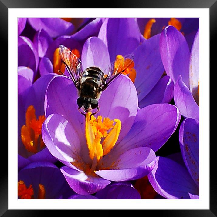 First Bee of Spring Framed Mounted Print by Kathleen Stephens