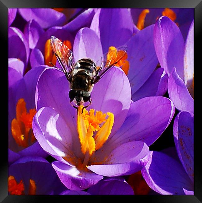 First Bee of Spring Framed Print by Kathleen Stephens