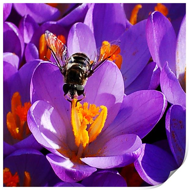 First Bee of Spring Print by Kathleen Stephens