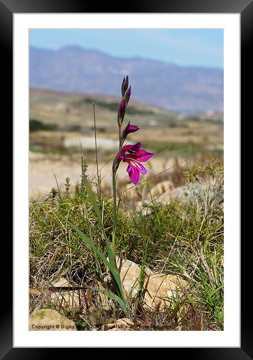 Wild Gladiolus Framed Mounted Print by Digby Merry