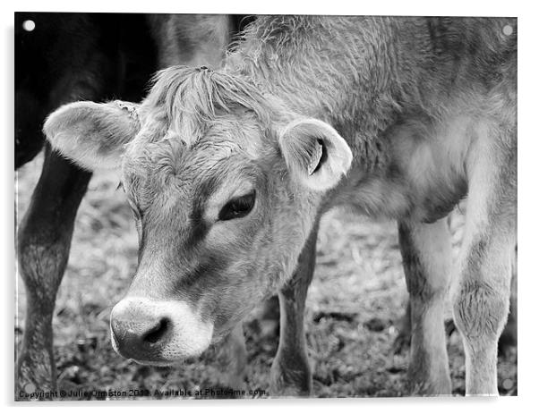 Jersey Cow Acrylic by Julie Ormiston