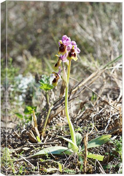 Sawfly orchid Canvas Print by Digby Merry