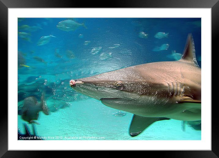 Shark close-up Framed Mounted Print by Mandy Rice