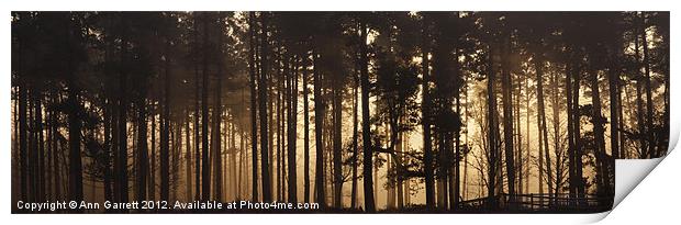 Woodland Sunrise Panorama Print by Ann Garrett