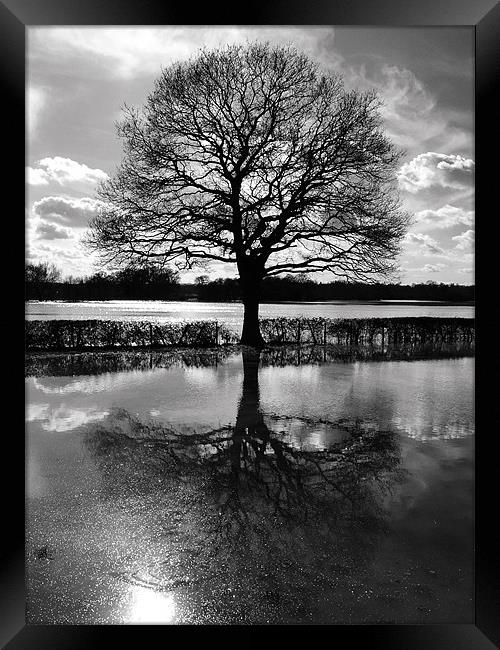 Tree In Floods Framed Print by Clive Eariss