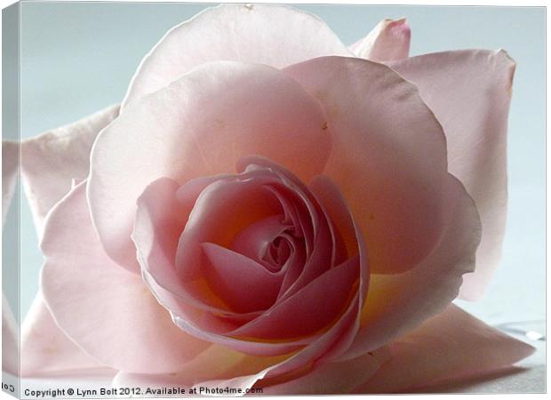 Soft Pink Rose Canvas Print by Lynn Bolt