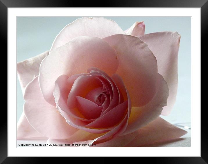 Soft Pink Rose Framed Mounted Print by Lynn Bolt