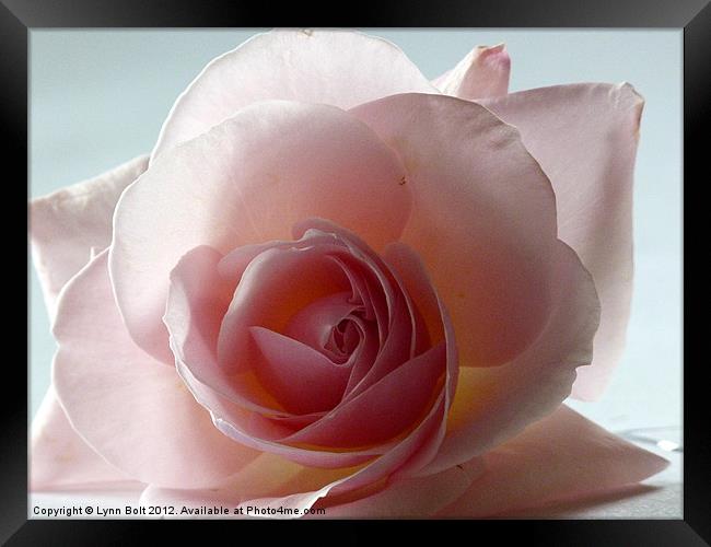 Soft Pink Rose Framed Print by Lynn Bolt