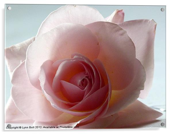 Soft Pink Rose Acrylic by Lynn Bolt