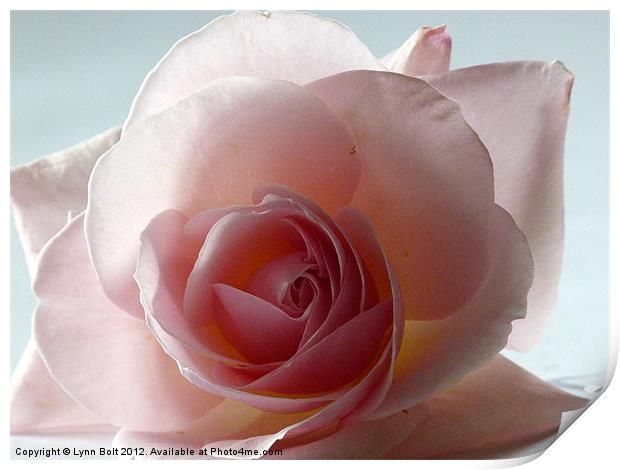 Soft Pink Rose Print by Lynn Bolt