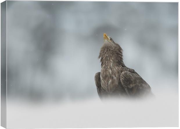 The Watcher Canvas Print by Natures' Canvas: Wall Art  & Prints by Andy Astbury