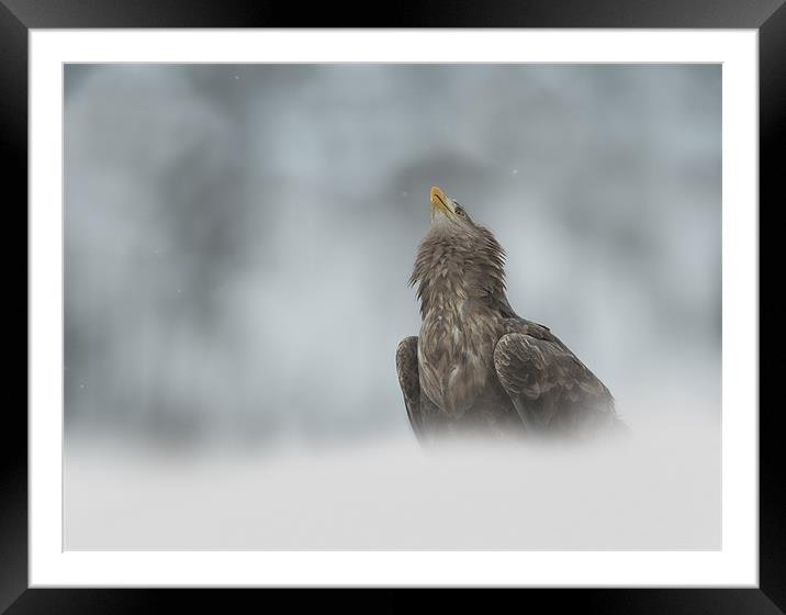 The Watcher Framed Mounted Print by Natures' Canvas: Wall Art  & Prints by Andy Astbury