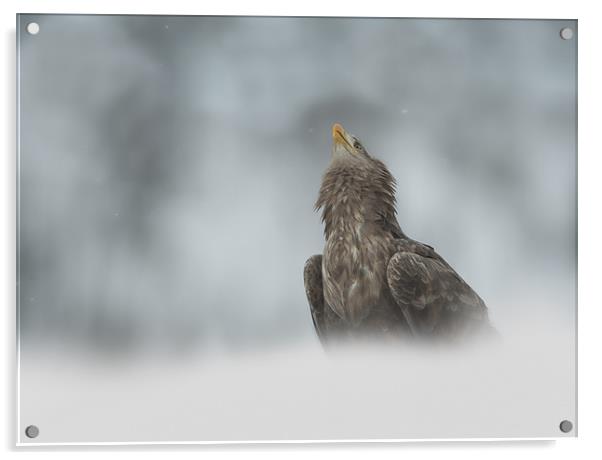 The Watcher Acrylic by Natures' Canvas: Wall Art  & Prints by Andy Astbury