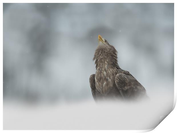 The Watcher Print by Natures' Canvas: Wall Art  & Prints by Andy Astbury