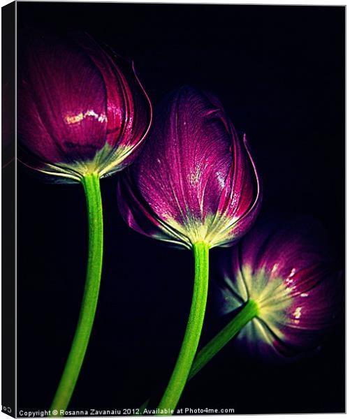 Purple Tulips Canvas Print by Rosanna Zavanaiu