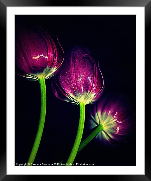 Purple Tulips Framed Mounted Print by Rosanna Zavanaiu