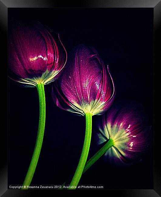 Purple Tulips Framed Print by Rosanna Zavanaiu