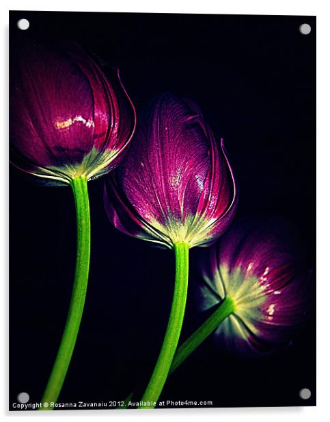 Purple Tulips Acrylic by Rosanna Zavanaiu