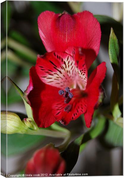 red alstroemeria flower Canvas Print by linda cook
