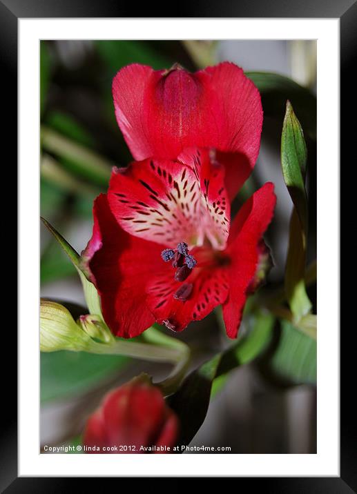 red alstroemeria flower Framed Mounted Print by linda cook