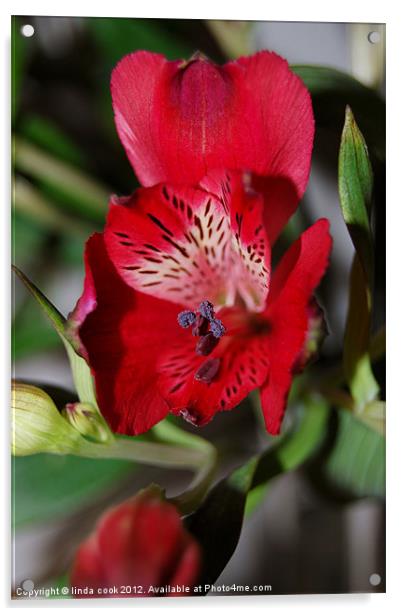 red alstroemeria flower Acrylic by linda cook