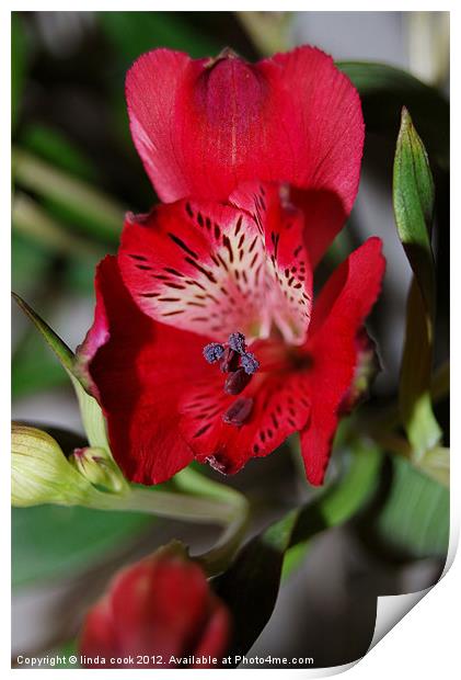 red alstroemeria flower Print by linda cook