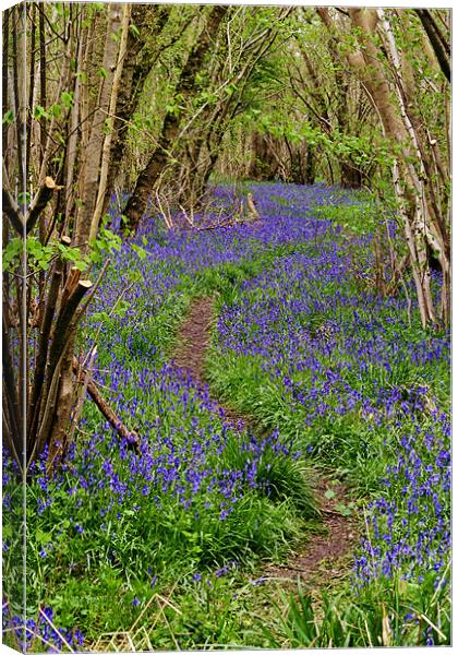 Pathway Through the Bluebells Canvas Print by Paul Macro