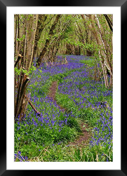 Pathway Through the Bluebells Framed Mounted Print by Paul Macro