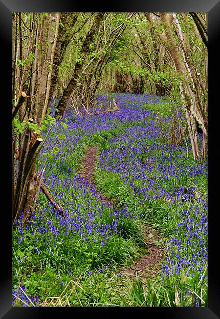 Pathway Through the Bluebells Framed Print by Paul Macro
