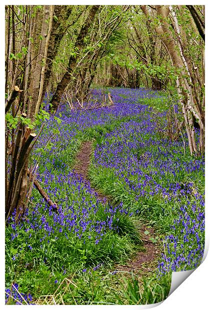Pathway Through the Bluebells Print by Paul Macro