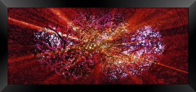 Cherryade. Framed Print by Heather Goodwin