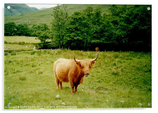 Highland Cow Acrylic by Debra Kelday