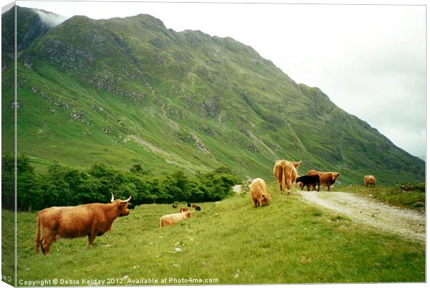 Highland Cattle Canvas Print by Debra Kelday