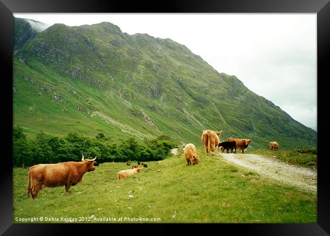 Highland Cattle Framed Print by Debra Kelday