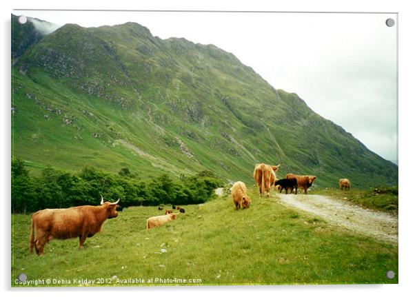 Highland Cattle Acrylic by Debra Kelday