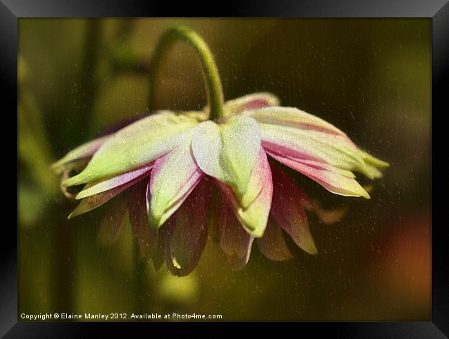 Rainy Day Umbrella Flower Framed Print by Elaine Manley