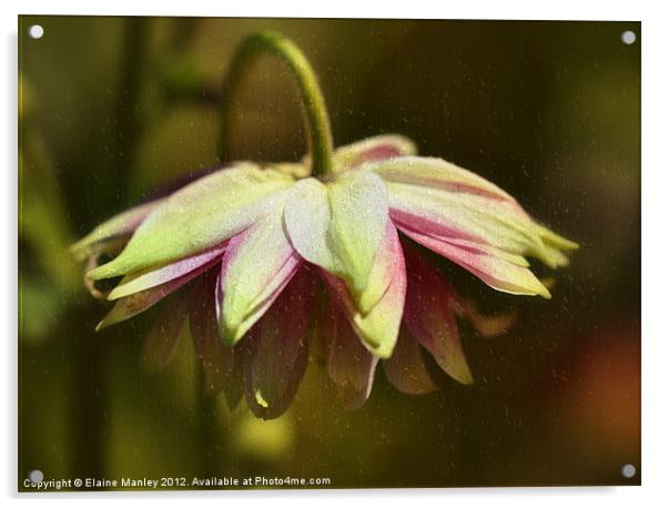 Rainy Day Umbrella Flower Acrylic by Elaine Manley