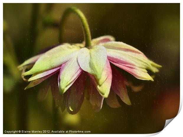 Rainy Day Umbrella Flower Print by Elaine Manley