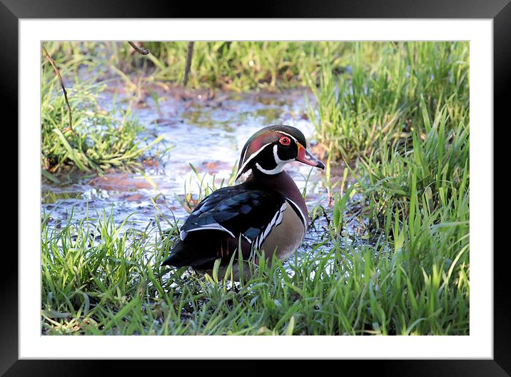 American Wood Duck Framed Mounted Print by Julie Ormiston