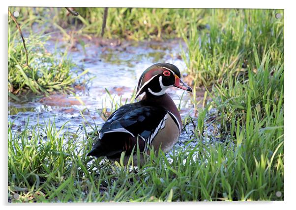 American Wood Duck Acrylic by Julie Ormiston