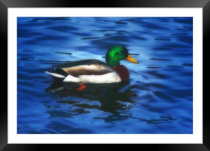 MISTER MALLARD Framed Mounted Print by Tom York