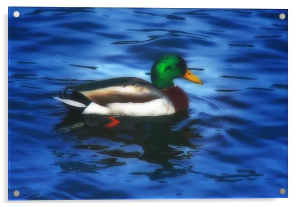 MISTER MALLARD Acrylic by Tom York