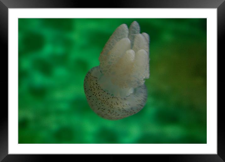 jelly fish Framed Mounted Print by Zachary Bloom