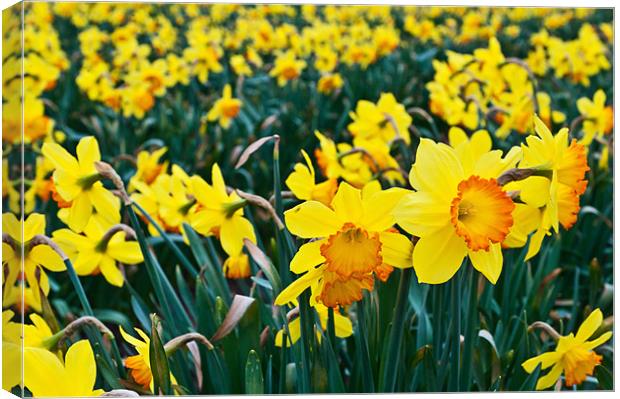 Daffodils for Mothers Day Canvas Print by Stephen Mole